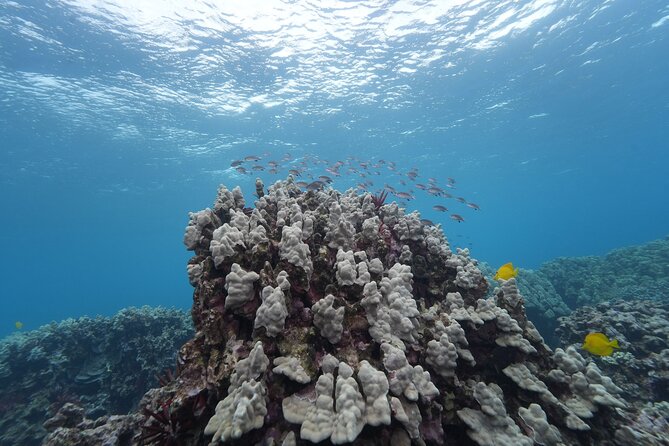 Maui: Molokini and Turtles Luxury Yacht Snorkel - Who will get the most from this experience