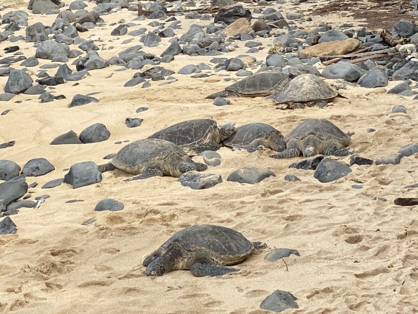 Maui: Road to Hana Private Adventure Tour with Luxury SUV - Ho’okipa Beach and Hawaiian green sea turtles