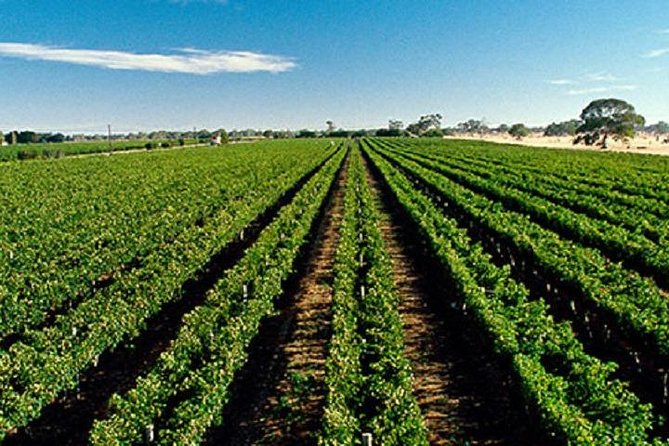 McLaren Vale Private Luxury Wine Tour - Full Day - Lunch with regional produce, at your own cost
