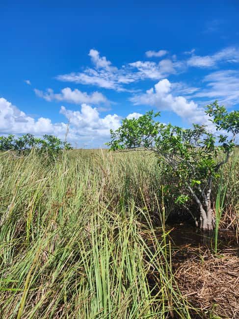 Miami: Everglades Airboat Eco Tour w/ Luxury Transportation - Key points at a glance