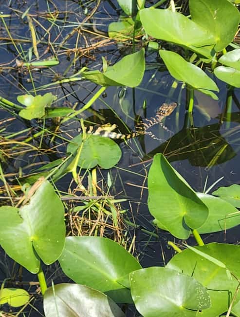 Miami: Everglades Airboat Eco Tour w/ Luxury Transportation - Should you book the Miami Everglades airboat tour?