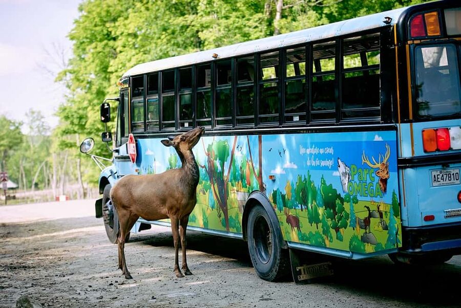 Montebello, QC: Morning VIP Tour at Parc Oméga - Key points at a glance
