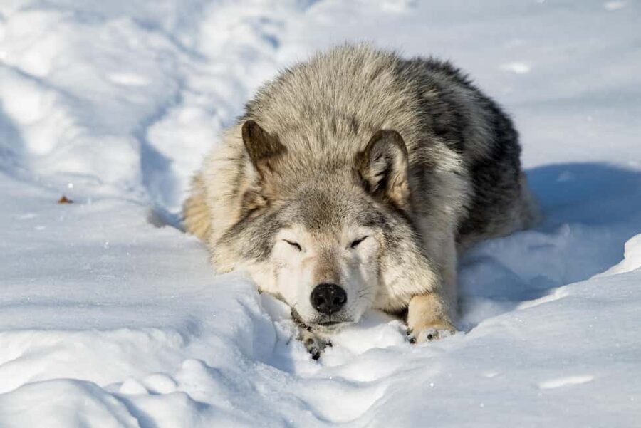 Montebello, QC: Morning VIP Tour at Parc Oméga - Elk, bison, bears, and foxes at feeding time