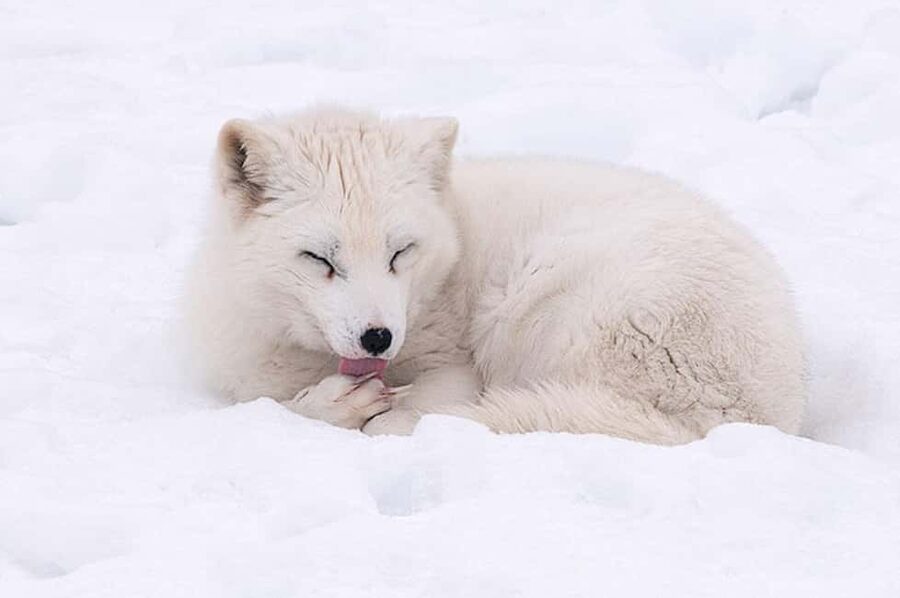 Montebello, QC: Morning VIP Tour at Parc Oméga - The wolf observatory is the tour’s signature stop