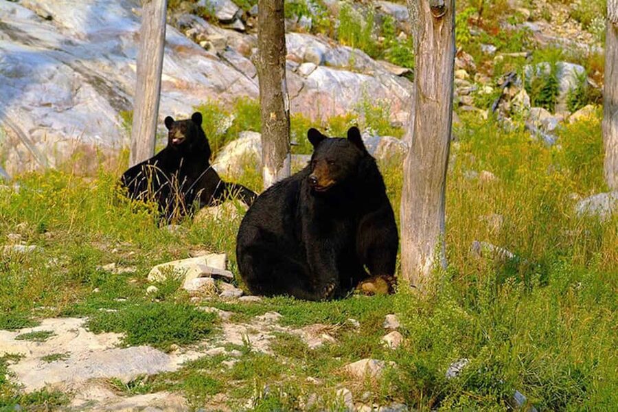 Montebello, QC: Morning VIP Tour at Parc Oméga - Why VIP entry can beat a self-guided drive