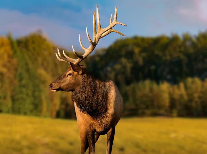 Montebello, QC: Morning VIP Tour at Parc Oméga - Language, cancellation, and simple arrival advice