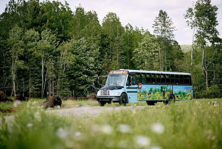 Montebello, QC: Morning VIP Tour at Parc Oméga - What happens on the 2.5-hour school-bus tour