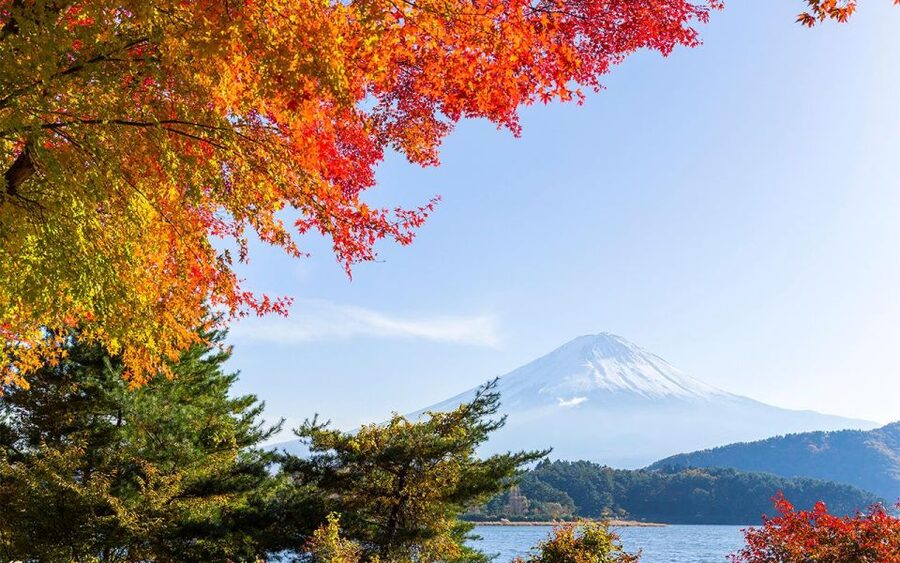 Mt Fuji : Private 10-Hour Luxury Tour by Exclusive Car - Fuji Safari Park for families and animal lovers