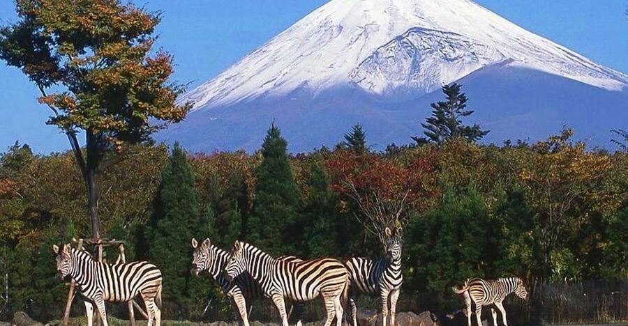 Mt Fuji : Private 10-Hour Luxury Tour by Exclusive Car - The long ride from Tokyo to the Fuji region