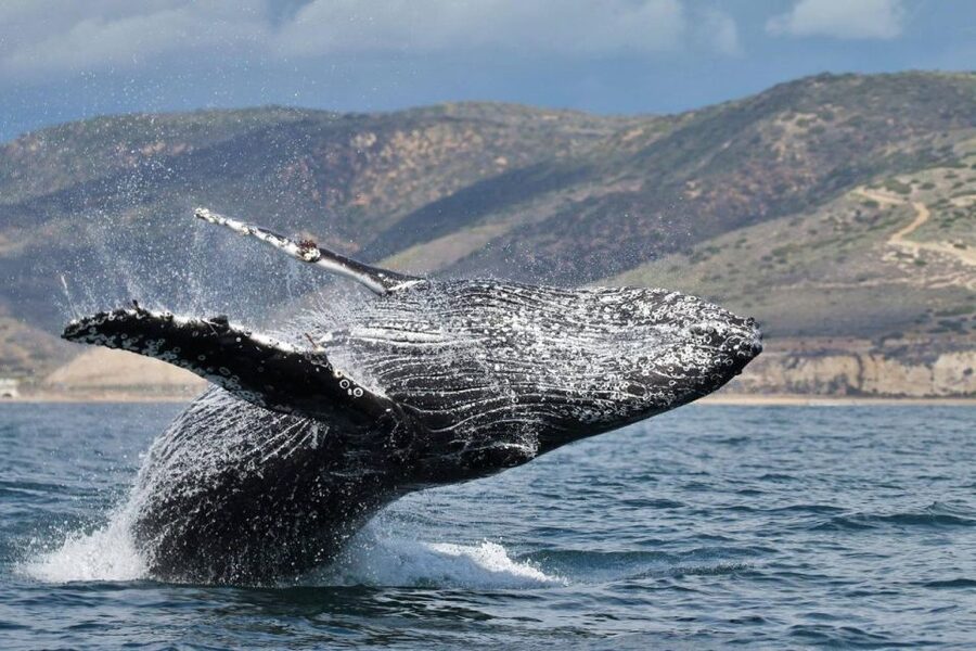 Newport Beach: Luxury Whale Watching Catamaran Cruise - Setting out from Balboa Pavilion