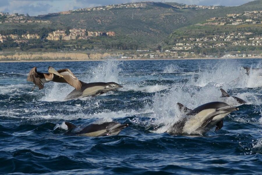 Newport Beach: Luxury Whale Watching Catamaran Cruise - Crystal Cove and the open-water search