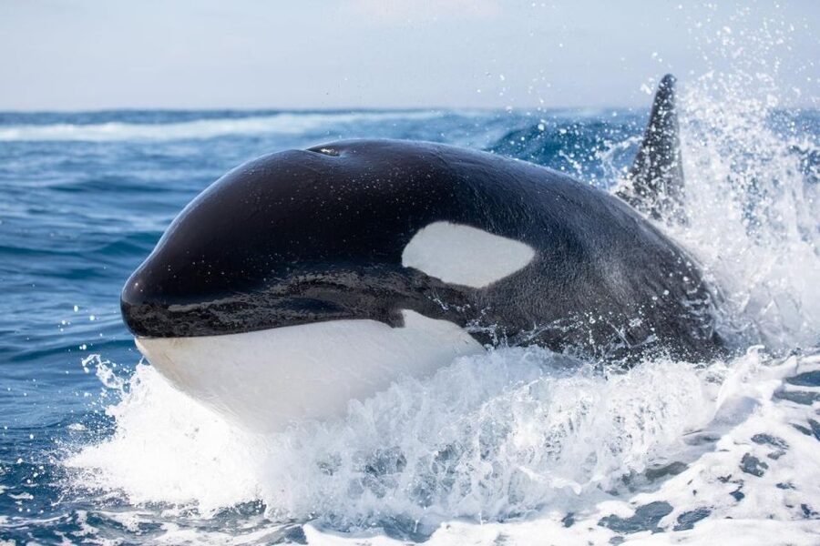 Newport Beach: Luxury Whale Watching Catamaran Cruise - Bow-riding dolphins and the best place to watch