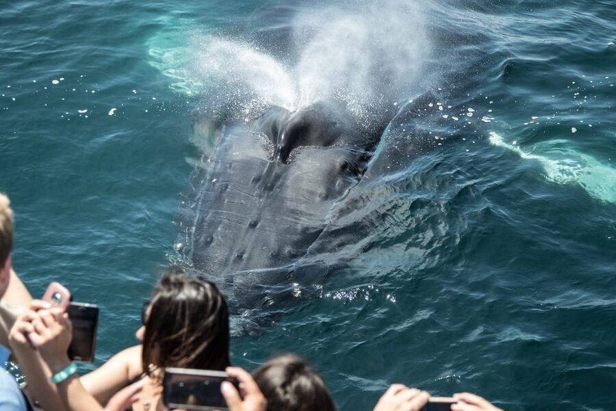 Newport Beach: Luxury Whale Watching Catamaran Cruise - Why the catamaran layout matters