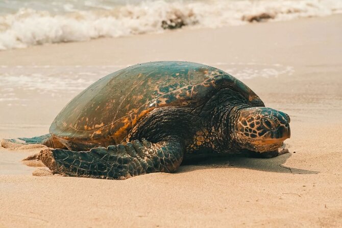 Oahu Unveiled: Tailored Luxury Private Island Tour - A private vehicle changes the Oahu experience