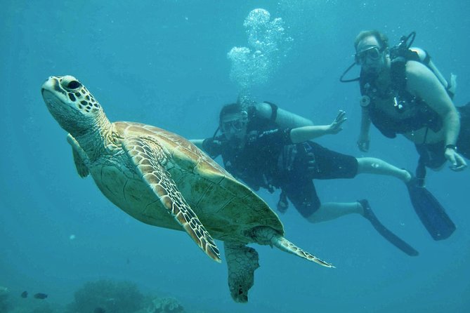 Ocean Freedom Great Barrier Reef Luxury Snorkel and Dive Cruise - How scuba fits into the schedule