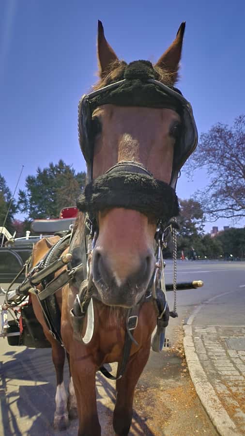 Official Exclusive VIP Horse Carriage Ride in Central Park - Cherry Hill and the Friends Fountain photo stop