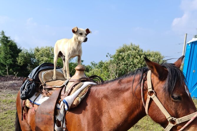 Pacaya Volcano Luxury Sunset Horseback Riding Tour/ Dinner Cooked by-Lava Chef - A Mayan picnic as the sun drops