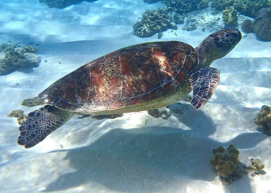 Port Douglas: Low Isles Afternoon Cruise on Luxury Catamaran - A polished afternoon on the Coral Sea