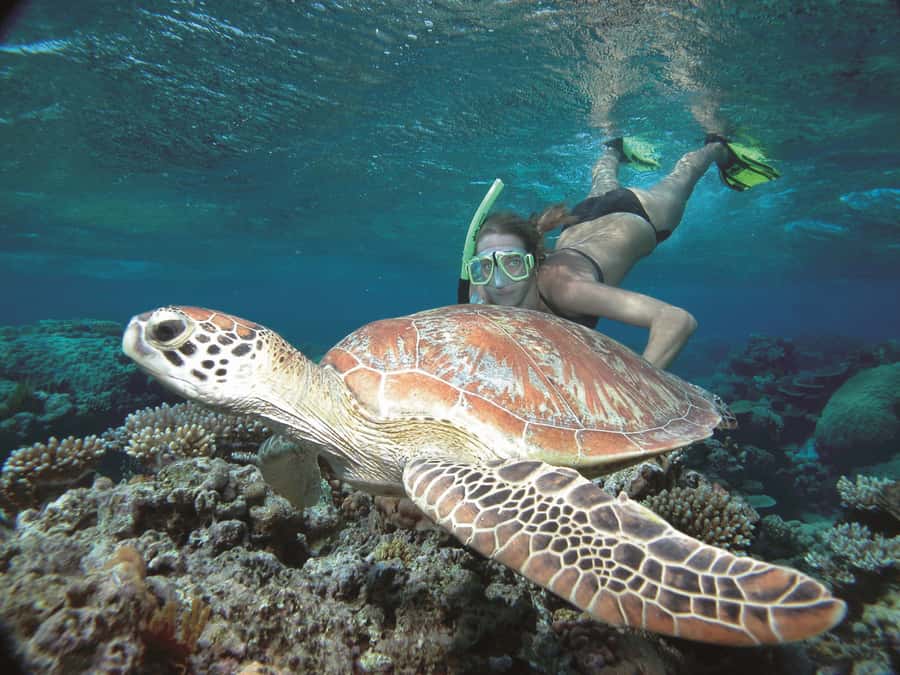 Port Douglas: Reef & Low Isles Cruise on Luxury Catamaran - Is $240 good value?