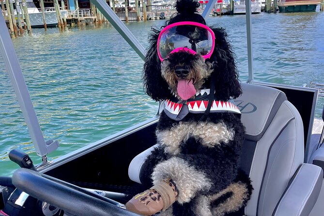 Private Chartered Luxury Pontoon Boat in Destin-Up to 6 Guests - Dolphin watching and harbor views
