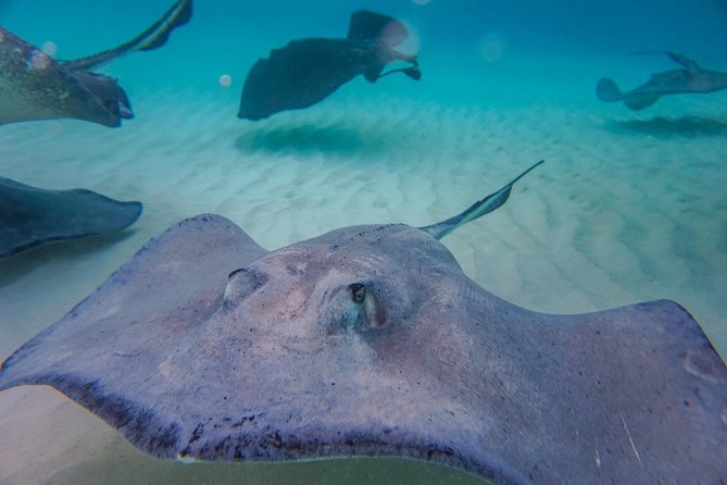 Private, luxury, custom charters to Stingray City, Snorkeling & More - Price, weather, and cancellation rules