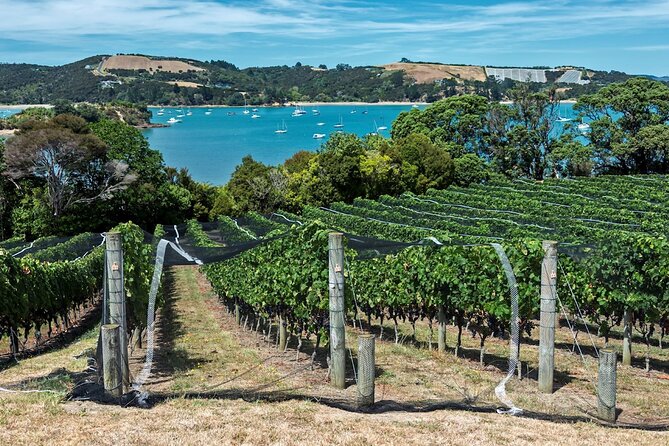Private Tour - Waiheke Island Luxury Experience - Wine and olive oil tastings