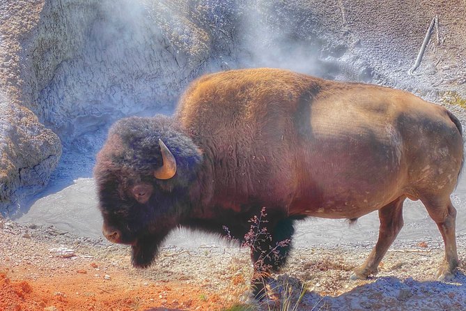 Private VIP Boutique Yellowstone Day Tour from Gardiner MT - Key points before you book