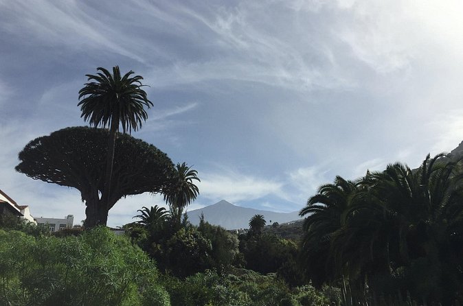 Private VIP Tour Tenerife Magic Circle - El Drago Milenario and an ancient tree