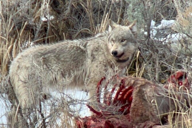 Private/VIP Wildlife Winter Safari of Yellowstone - Quick take: what matters most