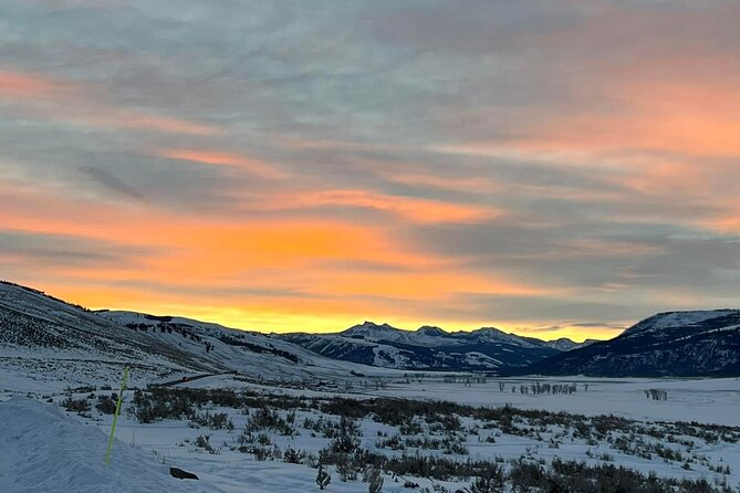 Private/VIP Wildlife Winter Safari of Yellowstone - Why winter works so well for wildlife