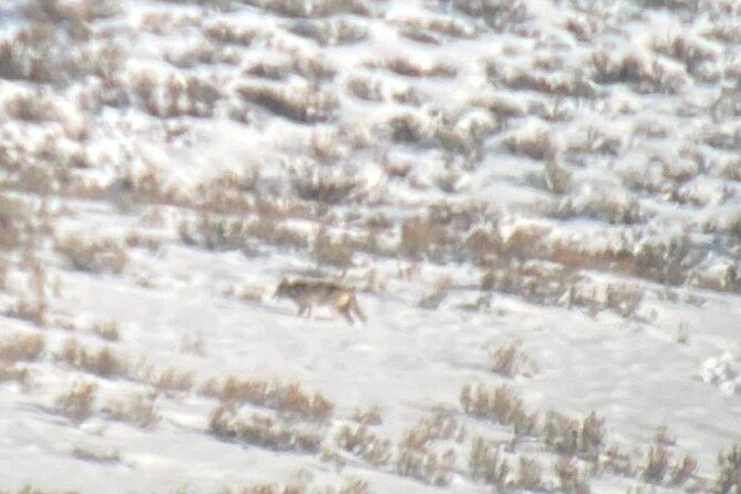 Private/VIP Wildlife Winter Safari of Yellowstone - Practical preparation for a better day