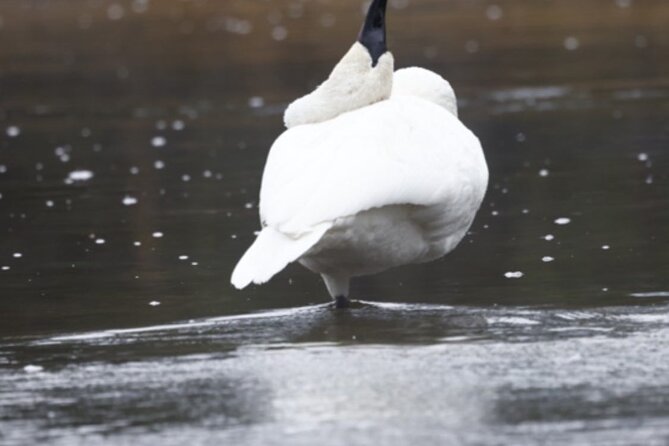Private/VIP Wildlife Winter Safari of Yellowstone - Six hours in Lamar Valley