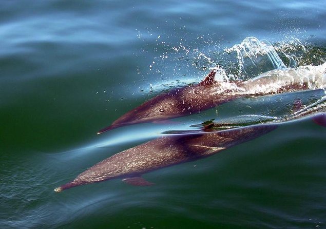 Puerto Vallarta Luxury Sailing with Premium Open bar & lunch - Key points to know before booking