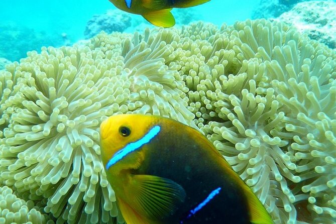 Reef Discovery Luxury Private Snorkeling Lagoon Tour - Why the private boat changes the day