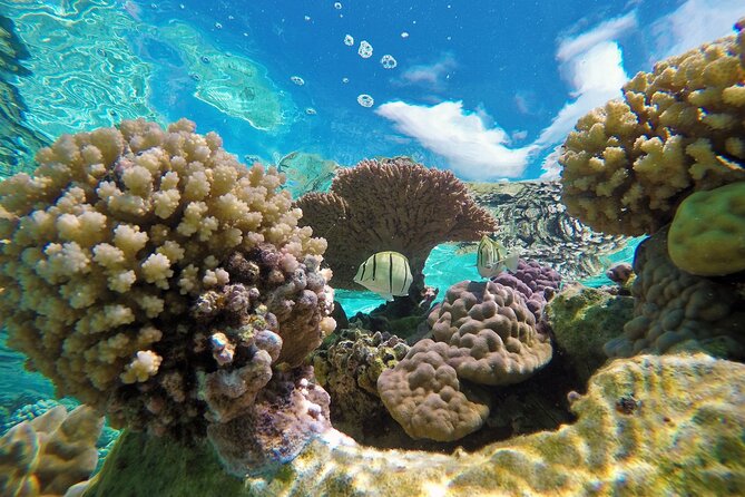 Reef Discovery Luxury Private Snorkeling Lagoon Tour - Snacks, water, and the small comforts