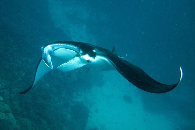 Reef Discovery Luxury Private Snorkeling Lagoon Tour - What the snorkeling portion is like
