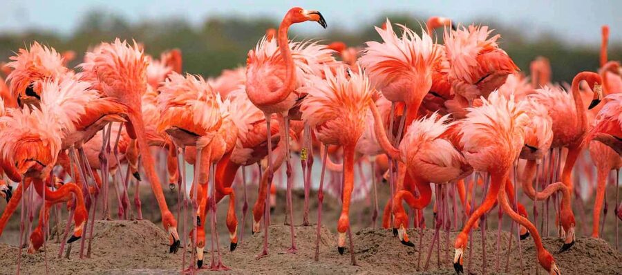 Rio Lagartos and Las Coloradas: Safari Flamingo Luxury - Key reasons to consider this Río Lagartos tour