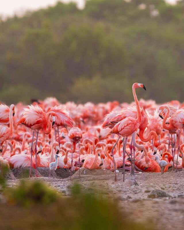 Rio Lagartos and Las Coloradas: Safari Flamingo Luxury - The clay exfoliation and Gulf beach finale