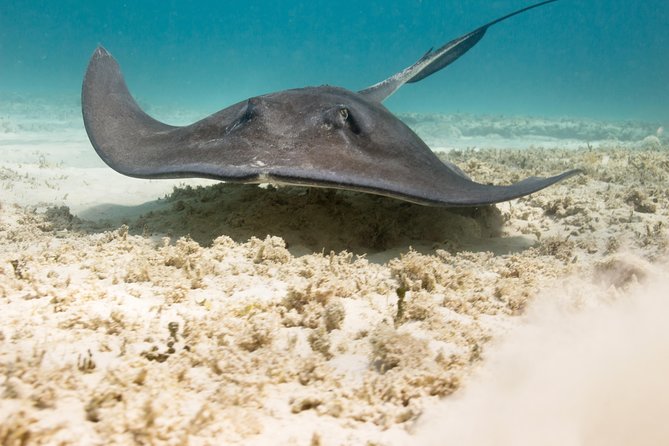 Riviera Maya Luxury Snorkeling Cruise with Lunch and Drinks - Lunch, open bar, and the real mood of the trip