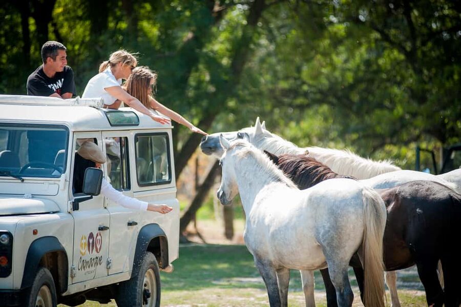 Safari 4x4 in Camargue / VIP Tour 3h30 / Grau du Roi - What this Camargue safari is really about