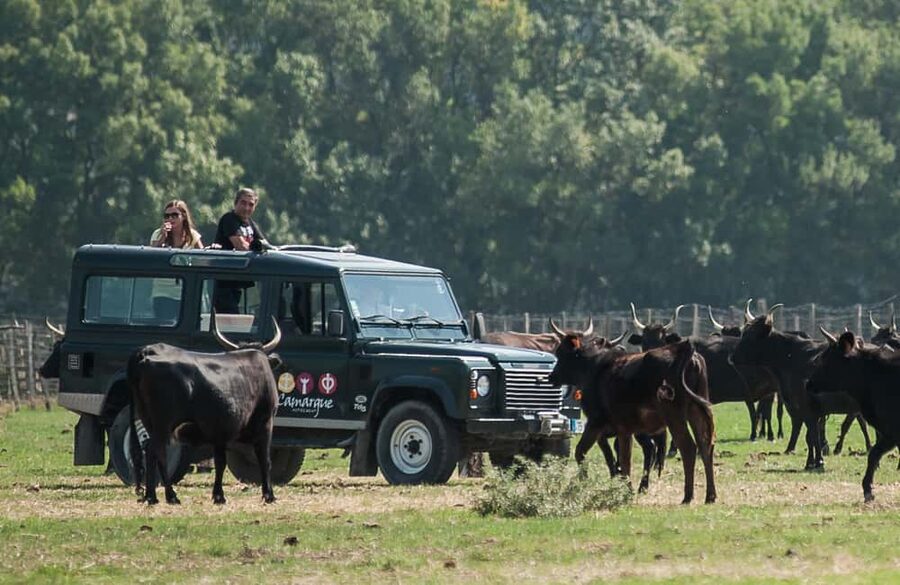 Safari 4x4 in Camargue / VIP Tour 3h30 / Grau du Roi - Following the Camargue’s road of senses