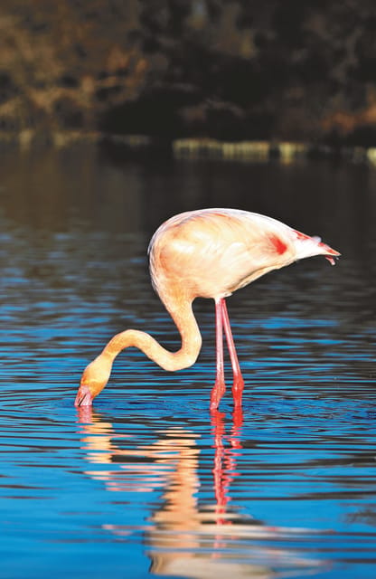 Safari 4x4 in Camargue / VIP Tour 3h30 / Grau du Roi - Why the private price can make sense