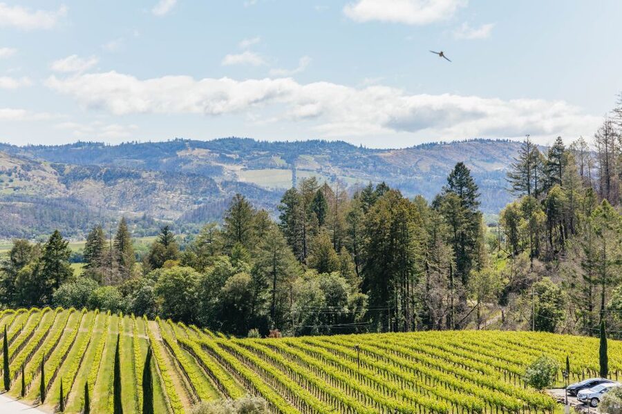 San Francisco: Luxury Small-Group Wine Tour of Napa Valley - Who should book this Napa tour?