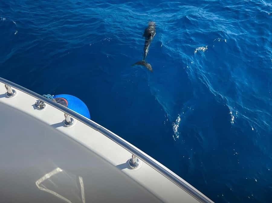 Sharm el-Sheikh: Ras Mohammed Elite VIP Cruise and BBQ Lunch - The afternoon cruise and return to Sharm el-Sheikh