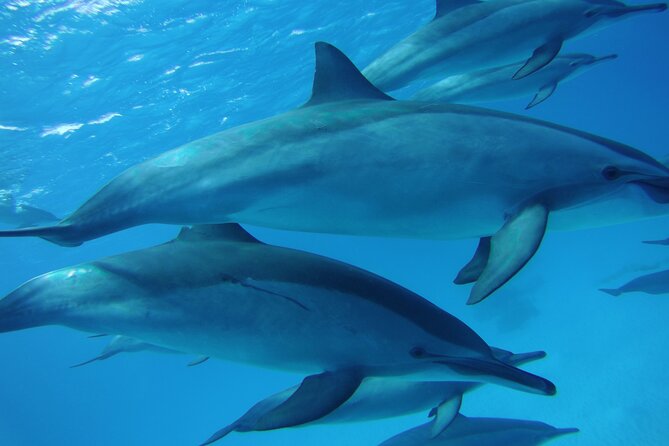 Swimming with Dolphin VIP Snorkeling Sea Trip With Lunch and Transfer - Hurghada - Leaving Hurghada for Dolphin House