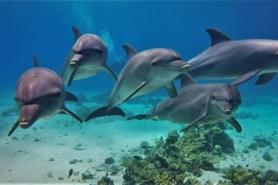 Swimming with Dolphin VIP Snorkeling Sea Trip With Lunch and Transfer – Hurghada