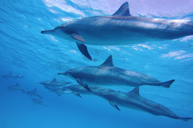 Swimming with Dolphin VIP Snorkeling Sea Trip With Lunch and Transfer - Hurghada - Timing, group size, and practical comfort