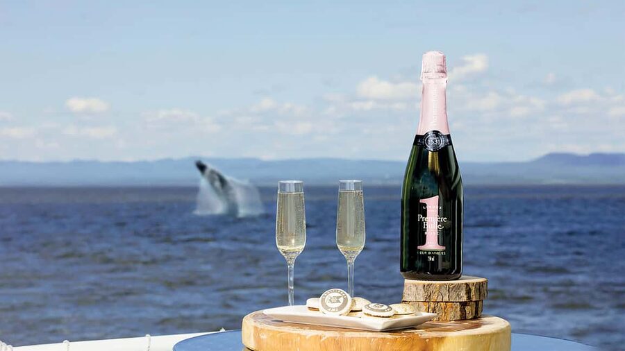Tadoussac/Charlevoix: VIP Lounge OR UpperDeck Whale Watching - The quick take