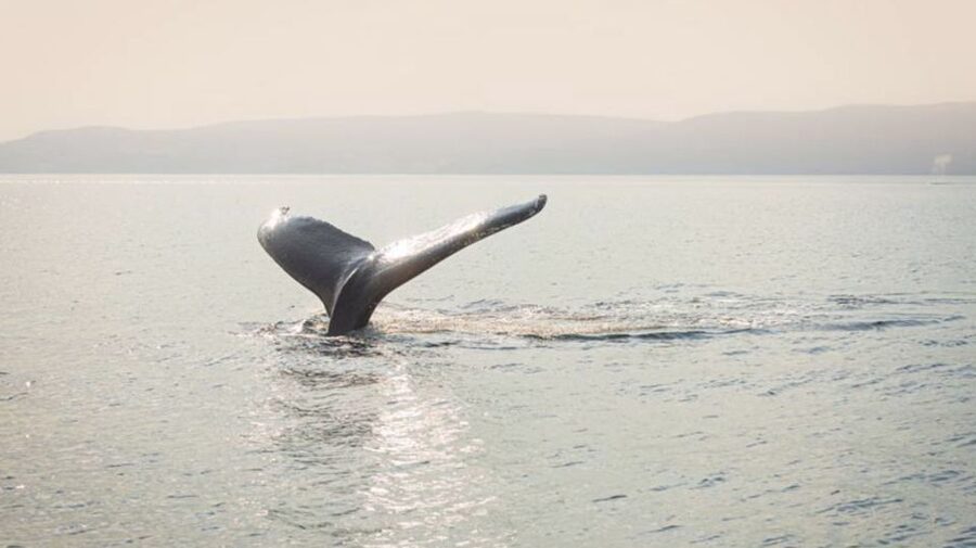 Tadoussac/Charlevoix: VIP Lounge OR UpperDeck Whale Watching - Who will enjoy this cruise most