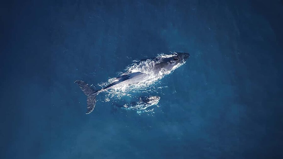 Tadoussac/Charlevoix: VIP Lounge OR UpperDeck Whale Watching - Choosing between the Lounge and Upper Deck